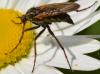 Empis tessellata